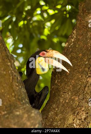 Un grand Hornbill se trouve dans un arbre de la pagode Saravoan Techo à Phnom Penh, au Cambodge. Banque D'Images