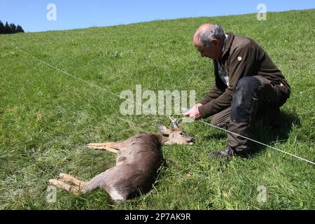 Hunter coupe la barrière de pâturage dans laquelle le cerf de Virginie européen (Capreolus capreolus) s'était emmêlé avec ses bois, Allgaeu, Bavière, Allemagne Banque D'Images