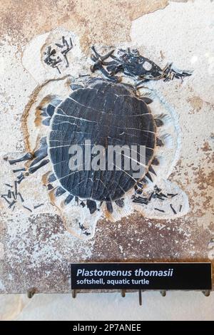 Kemmerer, Wyoming, Monument national de Fossil Butte. Le fossile d'une tortue aquatique à carapace molle (Plastomenus thomasii) fait partie des fossiles exposés au Banque D'Images