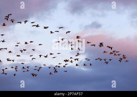 Bernache de Barnacle (Branta leucopsis) également bernache à froncé blanc volant dans le ciel du soir, peu de temps devant le coucher du soleil, Wedel, Elbmarschen Banque D'Images