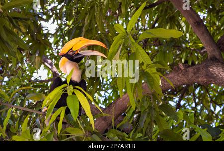 Un grand Hornbill se trouve dans un arbre de la pagode Saravoan Techo à Phnom Penh, au Cambodge. Banque D'Images