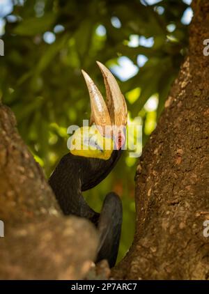 Un grand Hornbill se trouve dans un arbre de la pagode Saravoan Techo à Phnom Penh, au Cambodge. Banque D'Images