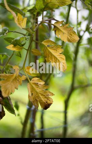 Feuilles de tomate jaune pâle et sèche sur une vigne. Gros plan, faible profondeur de champ, pas de personne. Banque D'Images