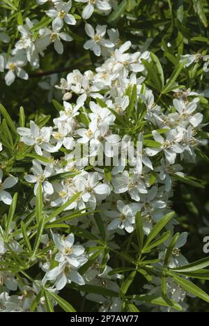 Arbuste à fleurs blanches Choisya ternata 'Aztec Pearl' Banque D'Images