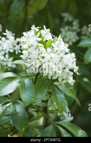 Arbuste à fleurs blanches Choisya ternata 'Aztec Pearl' Banque D'Images