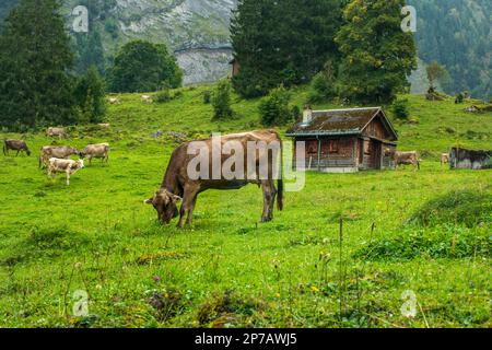 Vaches brunes paître sur pâturage vert dans les alpes suisses. Été, jour ensoleillé, pas de gens. Banque D'Images