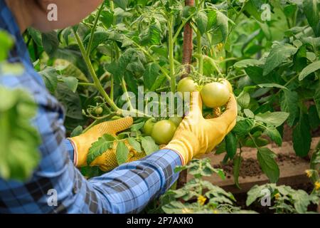 Femme paysanne inspectant les plants de tomates de qualité dans la serre moderne. Femme Farm Worker portant une chemise à carreaux bleu, des gants jaunes contrôle de la récolte Banque D'Images