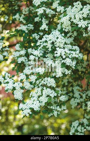 Crataegus monogyna blanc à fleurs aubépine Banque D'Images