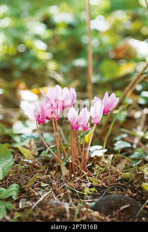 Fleurs roses de cyclamen hederifolium croissant dans les bois Banque D'Images