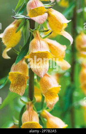 Digitalis 'île de glace', fleur de foxgant jaune Banque D'Images