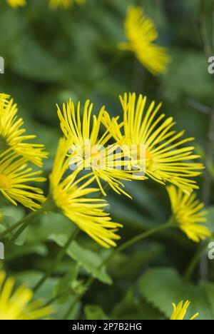 Doronicum caucasicum 'Little Leo' fleur jaune le Bane de léopard, Doronicum orientale Banque D'Images