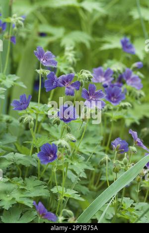 Géranium x magnifiUM petites fleurs violettes vives dans le jardin vert de campagne Banque D'Images