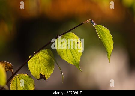 La décoloration verte laisse sur une branche gros plan téléobjectif tourné à l'extérieur. Rétroéclairage par réglage du soleil, faible profondeur de champ. Banque D'Images