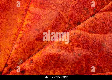 Photo macro feuille d'automne. Vue de dessus, veines visibles. Banque D'Images