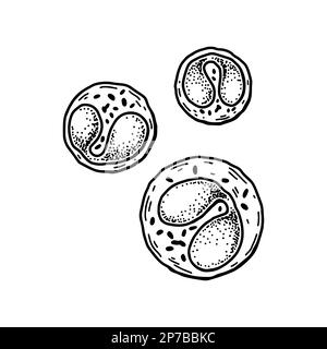 Globules blancs d'éosinophiles isolés sur fond blanc. Illustration de vecteur de microbiologie scientifique dessiné à la main dans un style d'esquisse Illustration de Vecteur