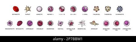 Nommé différents types de cellules sanguines. Affiche de microbiologie pour l'éducation, les cours, les leçons de biologie. Illustration vectorielle scientifique dans un style d'esquisse Illustration de Vecteur