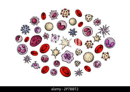 Le sang humain vend. Affiche scientifique sur la médecine. Illustration du vecteur de microbiologie anatomique dans un style d'esquisse Illustration de Vecteur