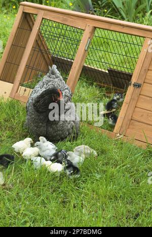 Une cochène bleue regarde ses poussins nourriciers, y compris les Araucanas, les sultans et les penedesencas Banque D'Images