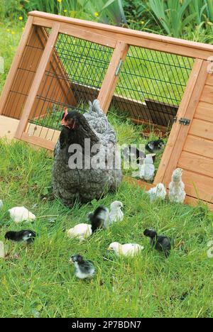 Une cochène bleue regarde ses poussins nourriciers, y compris les Araucanas, les sultans et les penedesencas Banque D'Images