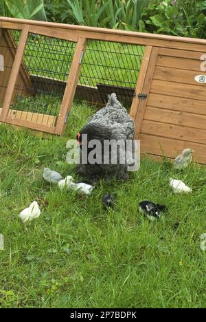 Une cochène bleue regarde ses poussins nourriciers, y compris les Araucanas, les sultans et les penedesencas Banque D'Images