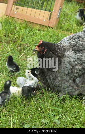 Une cochène bleue regarde ses poussins nourriciers, y compris les Araucanas, les sultans et les penedesencas Banque D'Images