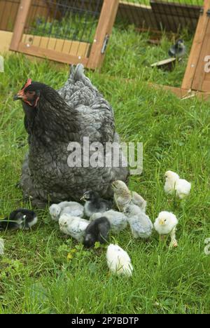 Une cochène bleue regarde ses poussins nourriciers, y compris les Araucanas, les sultans et les penedesencas Banque D'Images