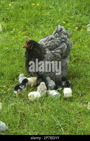 Une cochène bleue regarde ses poussins nourriciers, y compris les Araucanas, les sultans et les penedesencas Banque D'Images