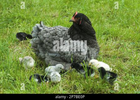 Une cochène bleue regarde ses poussins nourriciers, y compris les Araucanas, les sultans et les penedesencas Banque D'Images