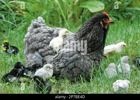 Une cochène bleue regarde ses poussins nourriciers, y compris les Araucanas, les sultans et les penedesencas Banque D'Images