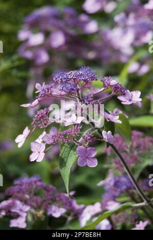 Hydrangea aspera Villosa groupe mauve fleurs été Banque D'Images