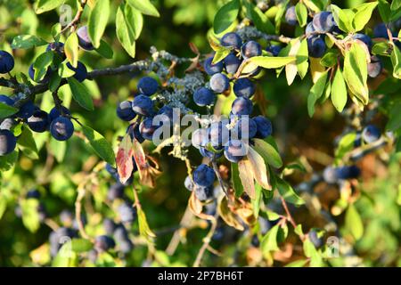 Blackthorn aux fruits bleu-noir en automne Banque D'Images