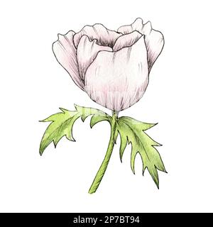 Aquarelle Fleur Anemone, coquelicot, pivoine. Illustration d'anémone dessinée à la main isolée sur fond blanc. Anemone rose. Banque D'Images