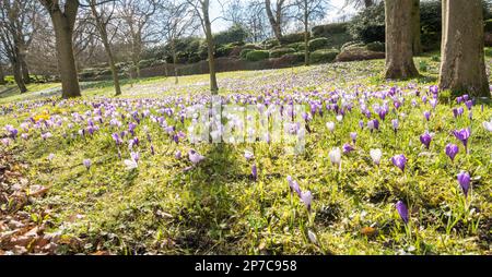 Fleurs printanières en pleine floraison à Lister Park, Bradford, West Yorkshire, Angleterre, Royaume-Uni Banque D'Images