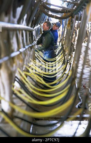 Herdsman plaçant des unités de grappe sur une ligne de vaches dans un hangar à chevrons/hangar de 80/40. Affiche les lignes de traite. Vaches laitières Holstein/Frise. Nouvelle-Zélande Banque D'Images