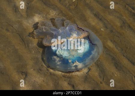 Méduse bleu (Cyanea lamarckii) pendant la marée basse sur St. Peter Ording plage, Mer du Nord - Allemagne Banque D'Images