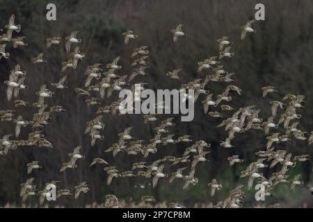 Golden Plover (Pluvialis abricaria) flock Flying CLEY Marshes Norfolk UK GB Mars 2023 Banque D'Images