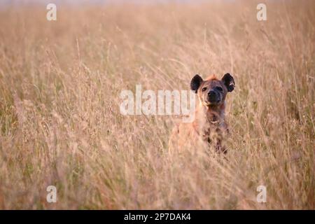 hyena dans la haute herbe du Serengeti regardant curieusement vers la came avec les oreilles vers le haut dans la lumière chaude du soir Banque D'Images