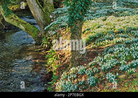 Snowdrops by the River, Welford Park, Berkshire, Royaume-Uni Banque D'Images