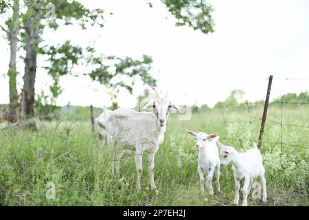 Une chèvre blanche se tenant près de deux bébés chèvres dans un champ vert luxuriant entouré d'une clôture en métal Banque D'Images