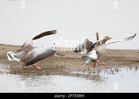 Graulag Goose (Anser anser) qui attaque un autre marais CLEY Norfolk UK GB Mars 2023 Banque D'Images