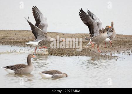 Graulag Goose (Anser anser) qui attaque un autre marais CLEY Norfolk UK GB Mars 2023 Banque D'Images