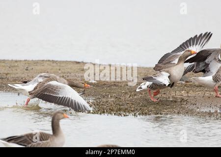 Graulag Goose (Anser anser) qui attaque un autre marais CLEY Norfolk UK GB Mars 2023 Banque D'Images