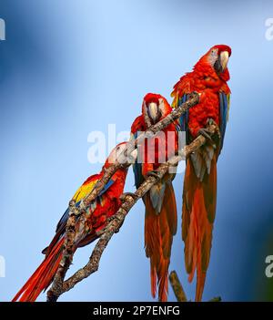 Aras de scarlet perchés sur la branche morte, Tarcoles, Costa Rica Banque D'Images