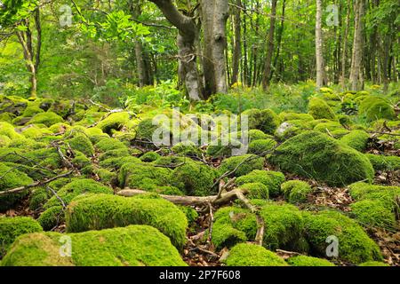 Pierres de mousse dans une forêt de conte de fées beau paysage - long plateau de Rhön, Allemagne Banque D'Images