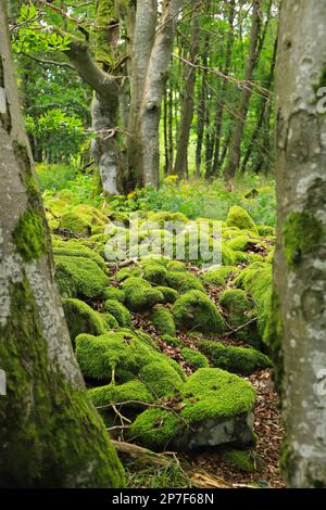 Pierres de mousse dans une forêt de conte de fées beau paysage - long plateau de Rhön, Allemagne Banque D'Images