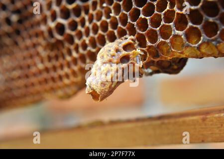 Une chambre queen ouverte d'où a émergé une abeille queen nouveau-né Banque D'Images