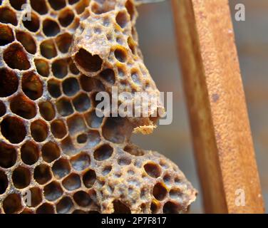 Une chambre queen ouverte d'où a émergé une abeille queen nouveau-né Banque D'Images