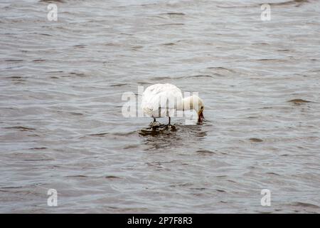 la cupule eurasienne avec une grosse spatulate plate de la facture de recherche de poissons dans la mer Banque D'Images