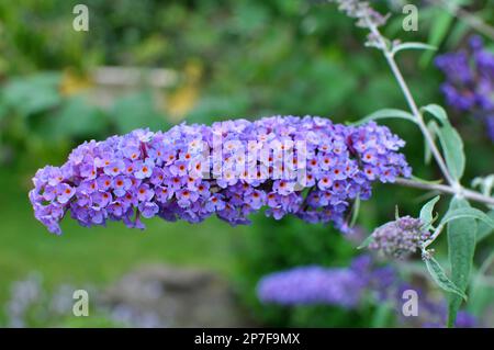 Le buisson de la buddleja davidi fleurit dans le jardin Banque D'Images