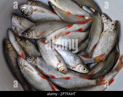 Rutilus rutilus (Rutilus rutilus), qui est l'objet de la pêche amateur et industrielle Banque D'Images